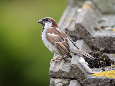 Birds