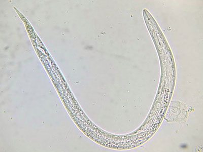 Beneficial Nematodes for Flea Control