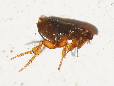 What do Fleas Look Like?