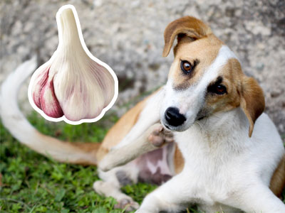 Can Dogs Eat Garlic to Get Rid of Fleas?