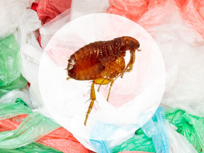 Can Fleas Survive in a Plastic Bag?