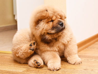 How to Get Rid of Puppy Fleas?